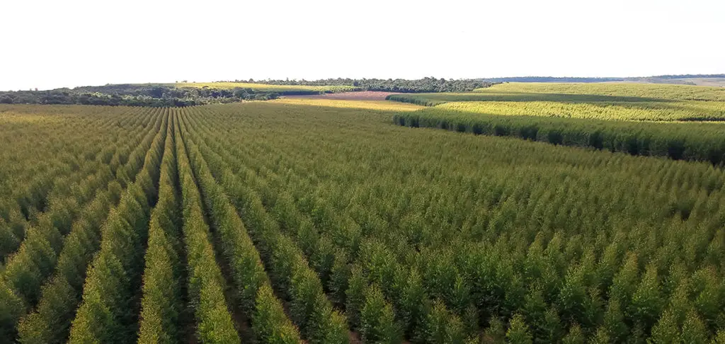 Aerial view of a young Eucalyptus plantation in Brazil. A mature plantation is a source of Eucalyptus timber mats.