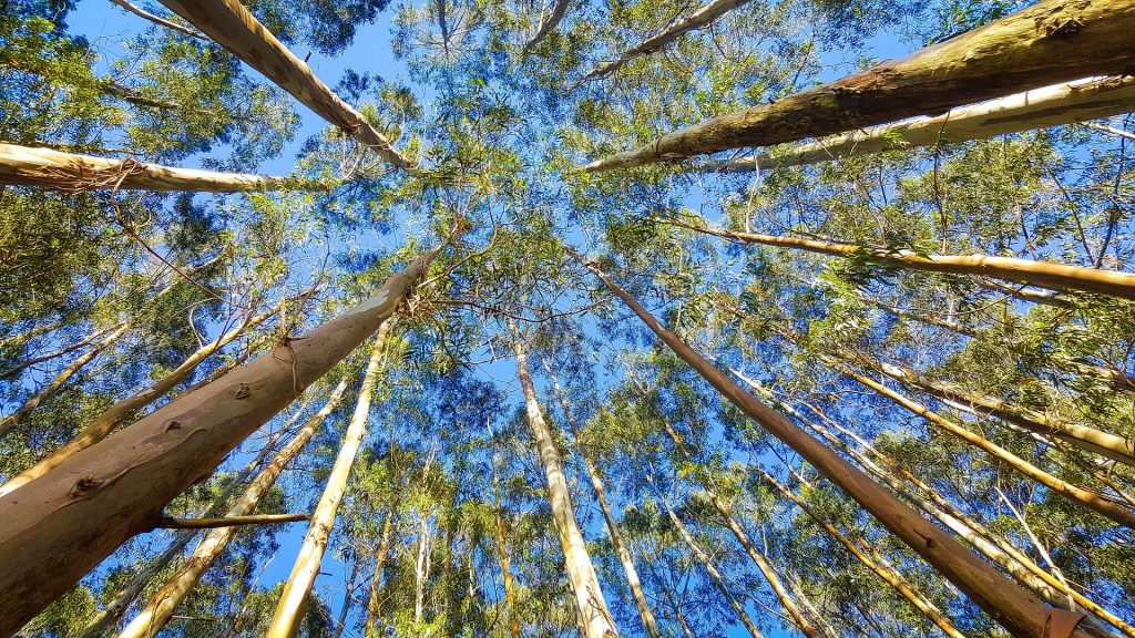 Sustainable Eucalyptus Tree Canopy
