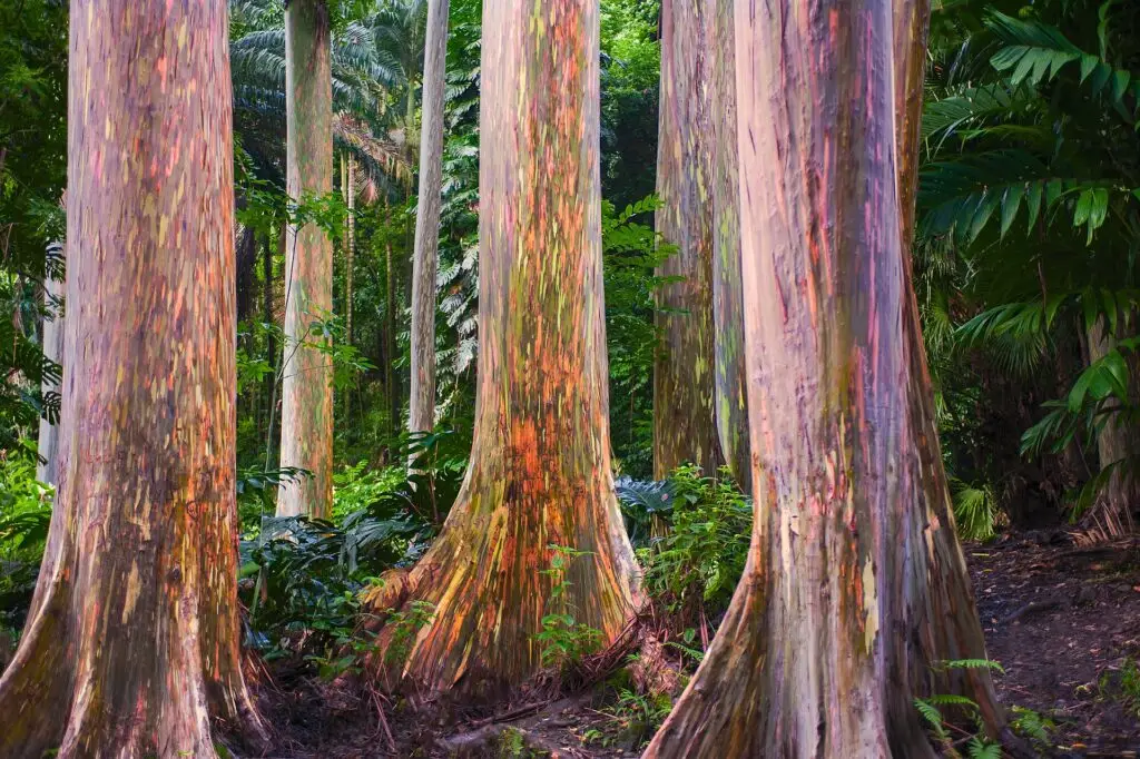 trees 4732109 1920