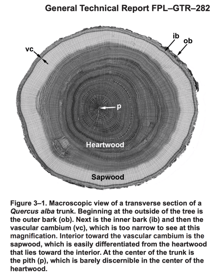 Longevity comes from using the right part of the tree or log